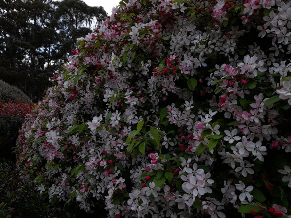 Hillside Bed And Breakfast Huonville Exterior foto